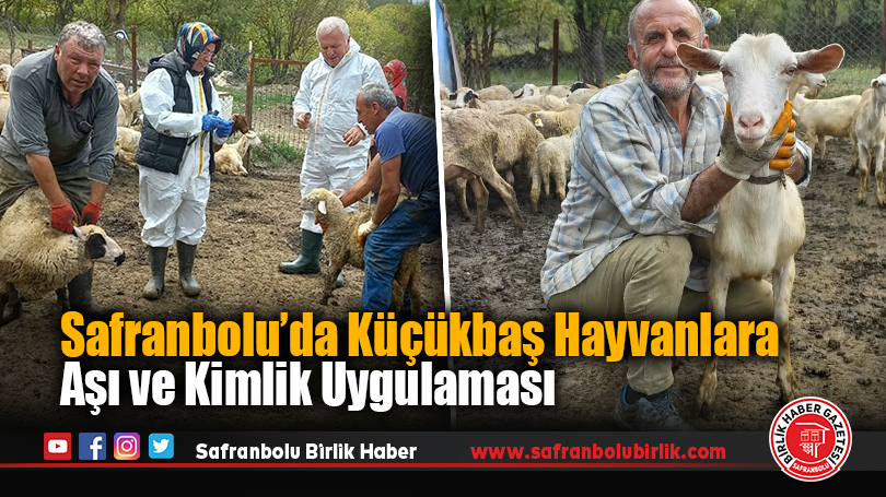 Safranbolu’da Küçükbaş Hayvanlara Aşı ve Kimlik Uygulaması