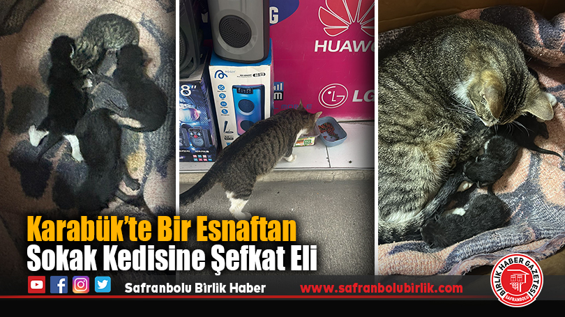 Karabük’te Bir Esnaftan Sokak Kedisine Şefkat Eli