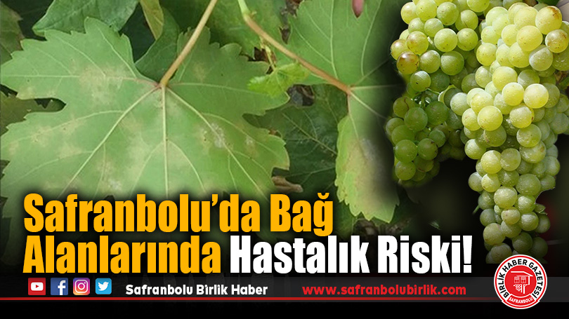 Safranbolu’da Bağ Alanlarında Mildiyö Uyarısı
