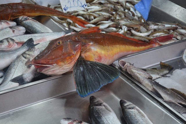 Sinop’ta 5 kiloluk kırlangıç balığı yakalandı