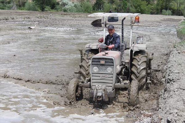 Türkiye’nin ilk çeltik fabrikasının kurulduğu Tosya’da çeltik ekimi başladı