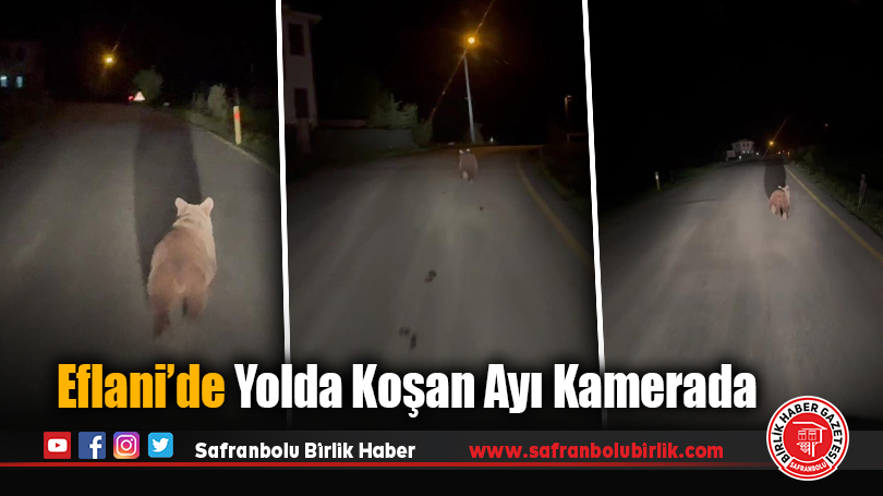 Eflani’de Yolda Koşan Ayı Kamerada