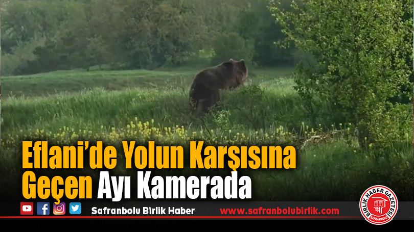 Eflani’de Ayı Sürprizi! Yolda Karşılaştı, Kameraya Aldı