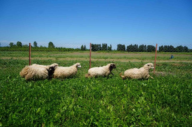 Yapay meralarla sofralara daha ucuz kuzu eti geliyor