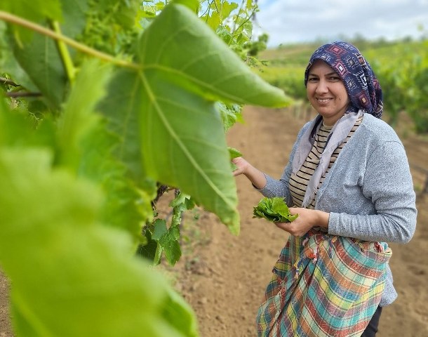 Sarıgöl’de evlerde salamura yaprak zamanı