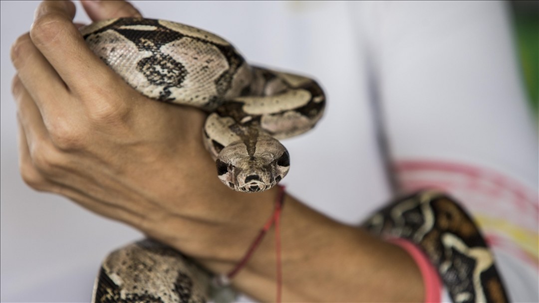 ABD’li adamın yılan zehrine karşı bağışıklık kazanma deneyimi, yeni panzehir çalışmalarına ilham oldu