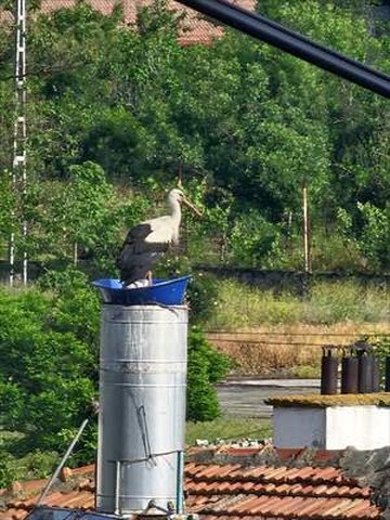 Kastamonu’da leyleklerin rüzgardan dağılan yuvası yeniden yapıldı