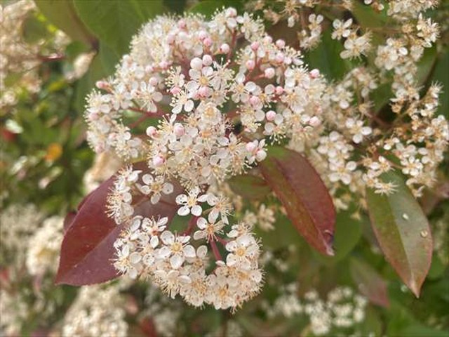 İklim değişikliği, polen mevsimini de etkiledi