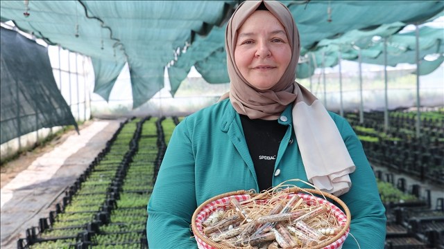 50’sinden sonra üniversiteli olan kadın girişimcilerle ata tohumundan fide yetiştiriyor