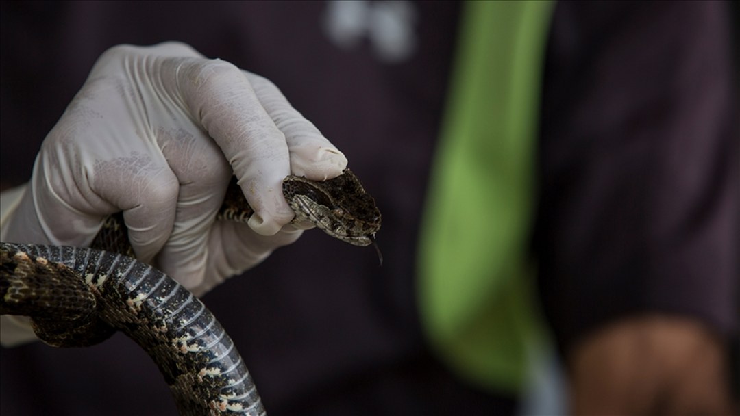Yılan sokmasına karşı “bilinçli ve sakin davranma” uyarısı