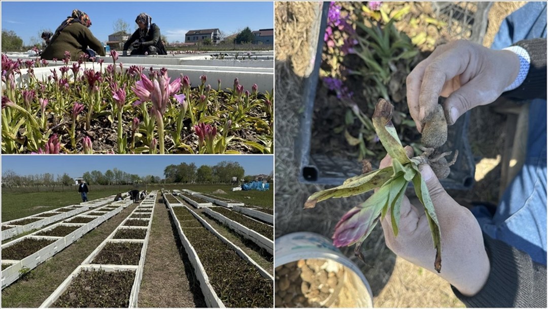 Samsun’da özel izinle üretilen salep orkidesinde hasat mesaisi