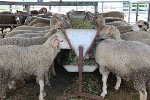 Bayrama günler kala hayvan pazarında sessizlik: “Alıcı da satıcı da kararsız”