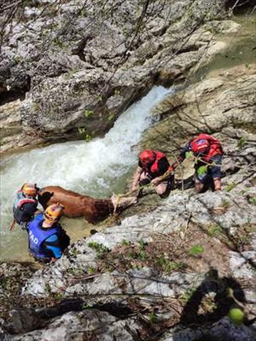 Kastamonu’da akarsuya düşen büyükbaş hayvanı AFAD ekibi kurtardı