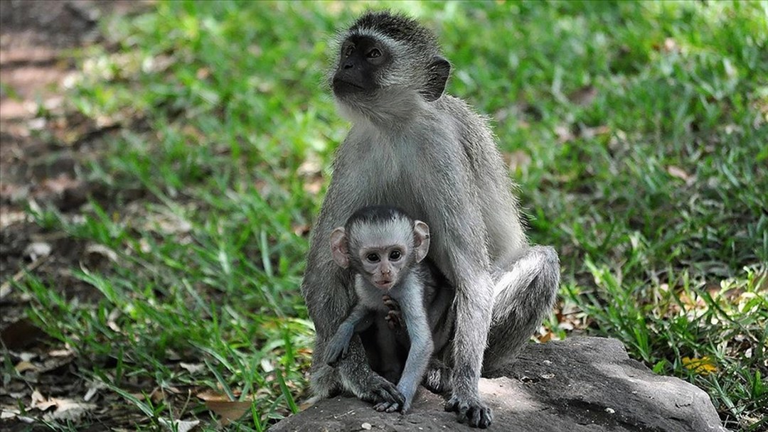 Bilim insanları, kapuçin maymunlarının başka bir türün yavrularını “kaçırdığını” keşfetti