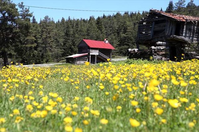Kastamonu yaylaları baharın tüm güzelliklerini sergiliyor
