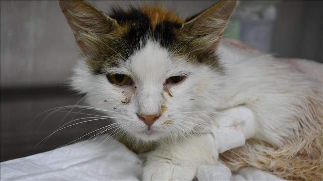 Sezaryen sırasında omuriliğinde saçma olduğu tespit edilen kedi ameliyatla hayata tutundu