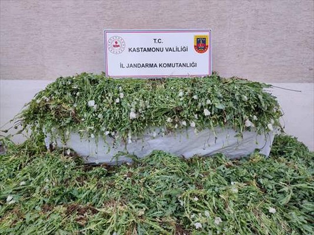 Kastamonu’da 120 bin 300 kök haşhaş bitkisi ele geçirildi