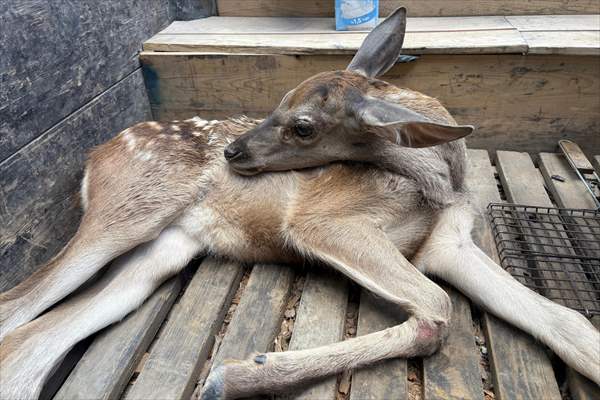 Bolu’da yaralı geyik yavrusu koruma altına alındı