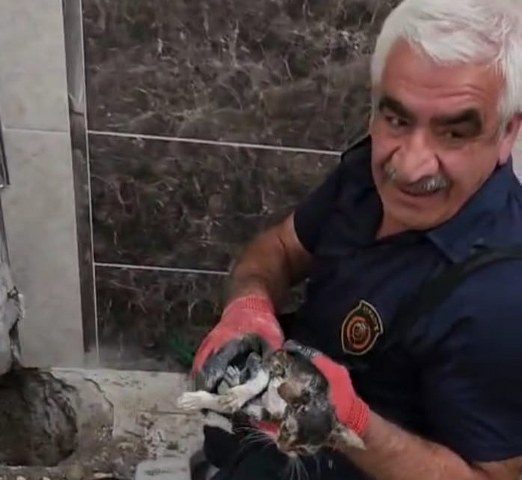 Malatya’da atık su hattına düşen yavru kedi kurtarıldı