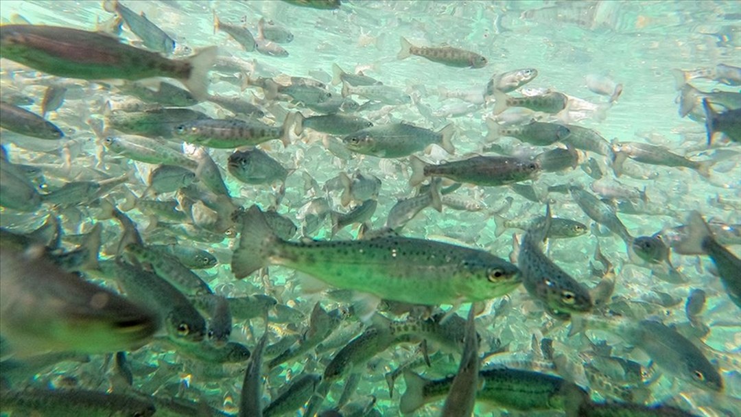 Diyarbakır’da 53 ülkeye ihraç için Türk somonu yetiştiriliyor