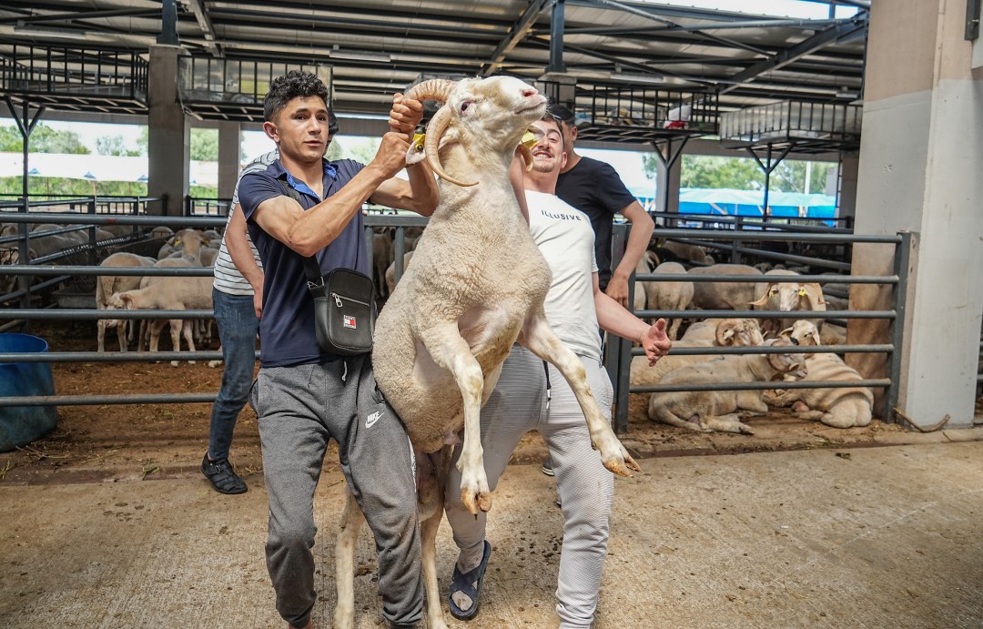 Kurban Pazarının Gözdesi: 4 Boynuzlu Koç İlgi Odağı Oldu