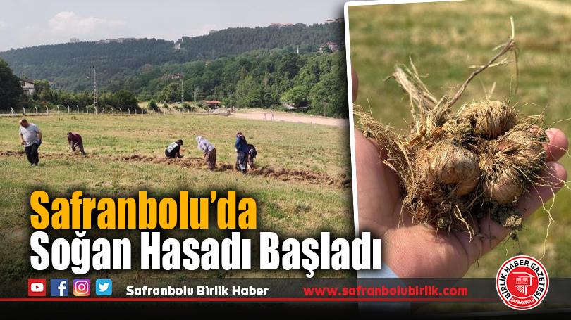 Safranbolu’da Soğan Hasadı Başladı