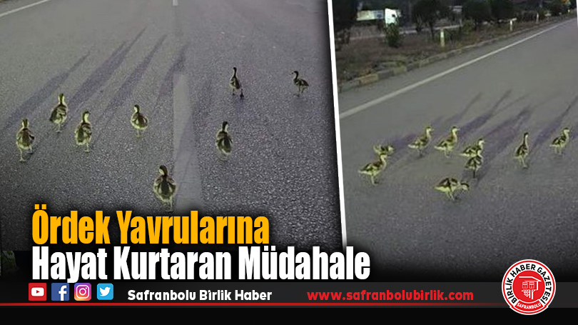 Ördek Yavrularına Hayat Kurtaran Müdahale