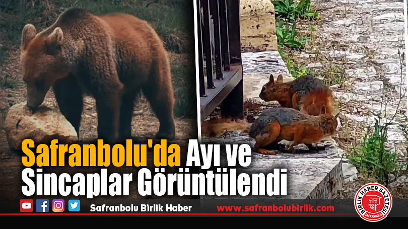 Safranbolu’da Ayı ve Sincaplar Görüntülendi