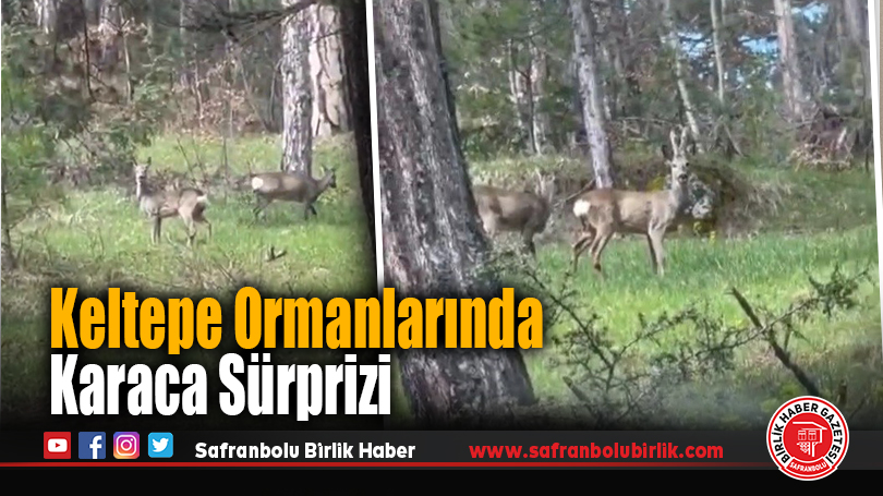 Keltepe Ormanlarında Karaca Sürprizi