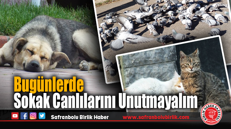 Bugünlerde Sokak Canlılarını Unutmayalım