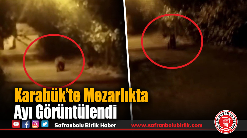 Karabük’te Mezarlığa İnen Ayı Paniğe Neden Oldu