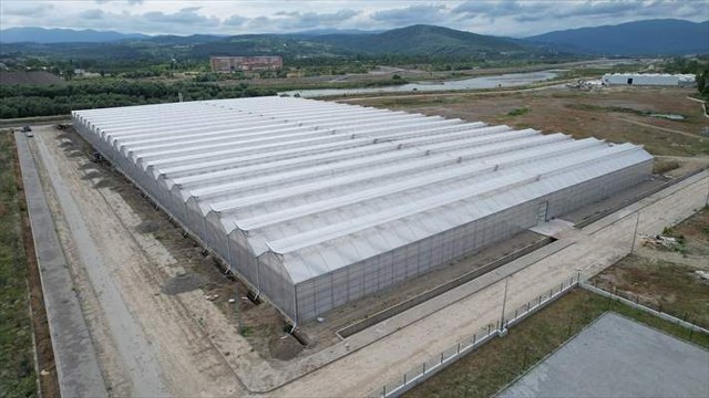 Zonguldak’taki sera organize tarım bölgesi ülke ekonomisine yıllık 750 milyon lira katkı verecek