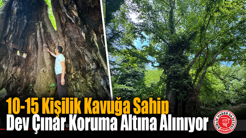 Bartın’da Yaklaşık 500 Yıllık Doğu Çınarı Anıt Ağaç Oluyor