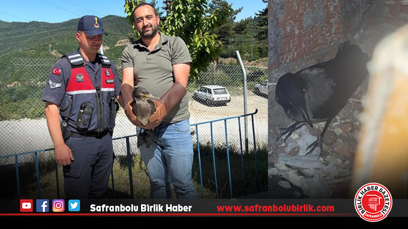 Yaralı halde bulunan karabatak ve karga yeniden doğaya salındı