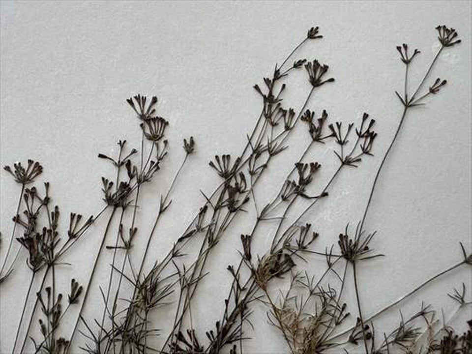 Küre Dağları Milli Parkı’nda 80 kökten oluşan endemik bitki türü keşfedildi