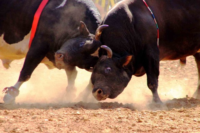 Yeşilyurt’ta boğalar eğitim için arenaya çıkacak