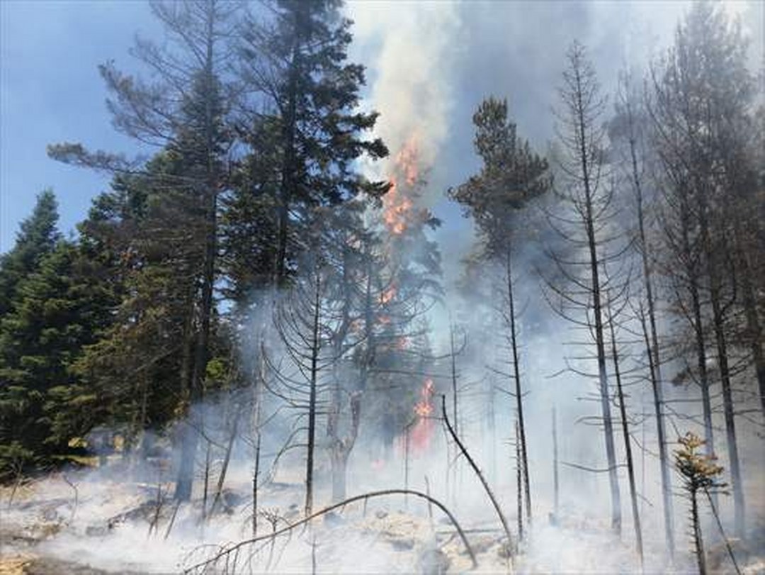 Bolu’nun Göynük ilçesinde çıkan orman yangınına müdahale edildi