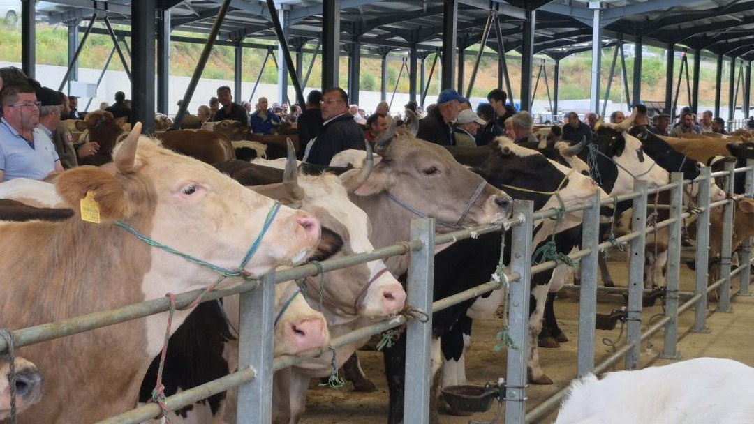 Kurban Pazarı Bartın’da Hareketlendi
