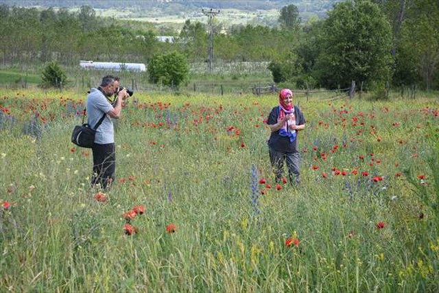 Kastamonu’da rengarenk çiçeklerin süslediği araziler ilgi görüyor
