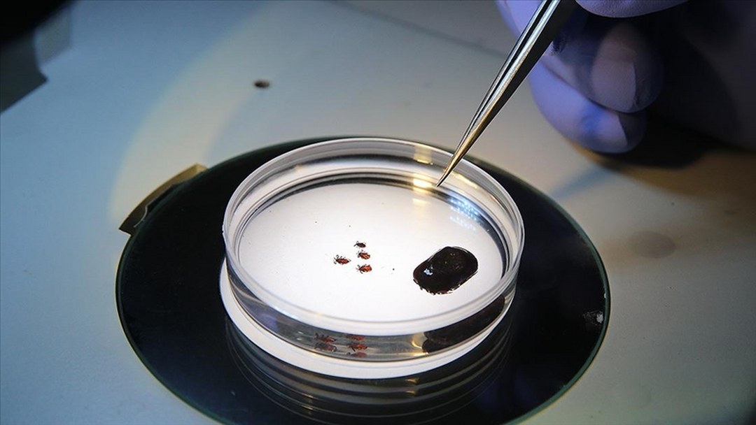 Sağlık Bakanlığından “Kırım Kongo Kanamalı Ateşi” uyarısı