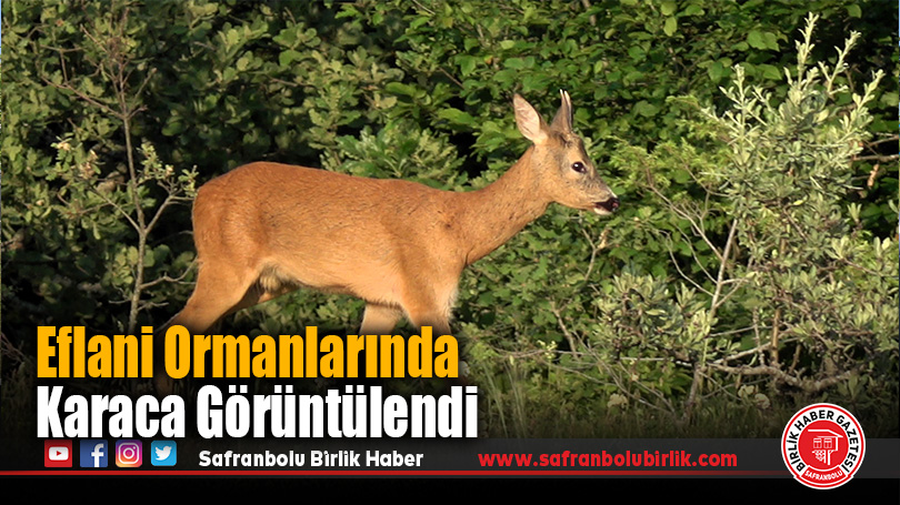 Eflani Ormanlarında Karaca Görüntülendi