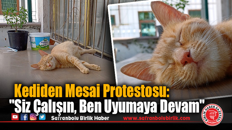 Kediden Mesai Protestosu: “Siz Çalışın, Ben Uyumaya Devam”