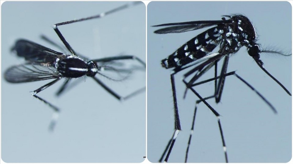 Karadeniz’den iç kesimlere yayılan Asya kaplan sivrisineğinde virüse rastlanmadı