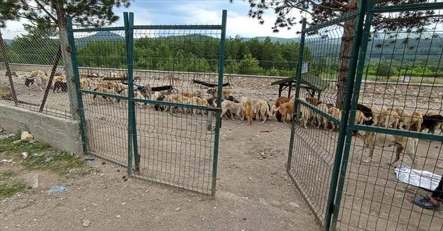 Belediye hayvan barınağının kapısının kilidini kırdılar