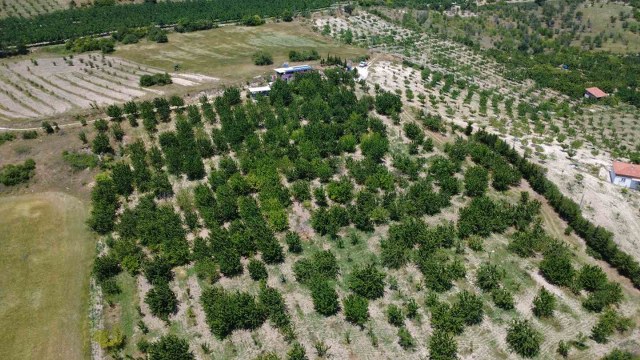 Coğrafi işaretli Demirci kirazında hasat başladı