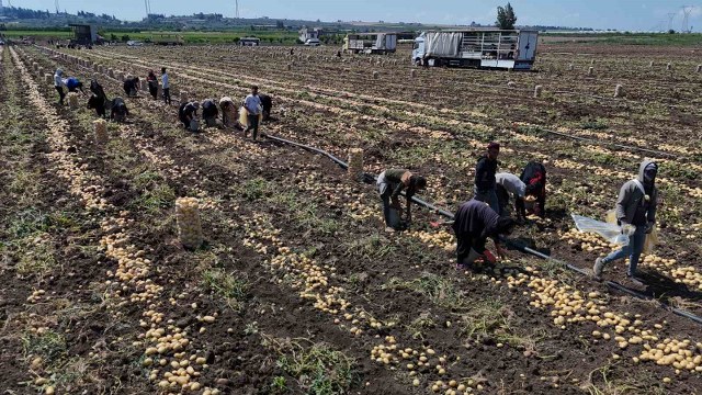 Hasadı süren patateste fiyat 7 liraya kadar geriledi