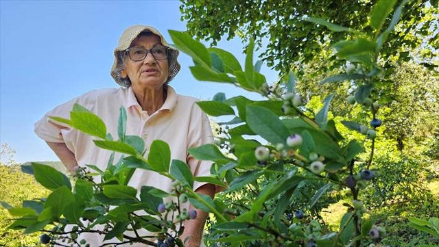 Emekli doktor, tüm birikimini yatırdığı mavi yemiş yetiştiriciliğini 14 yıldır sürdürüyor