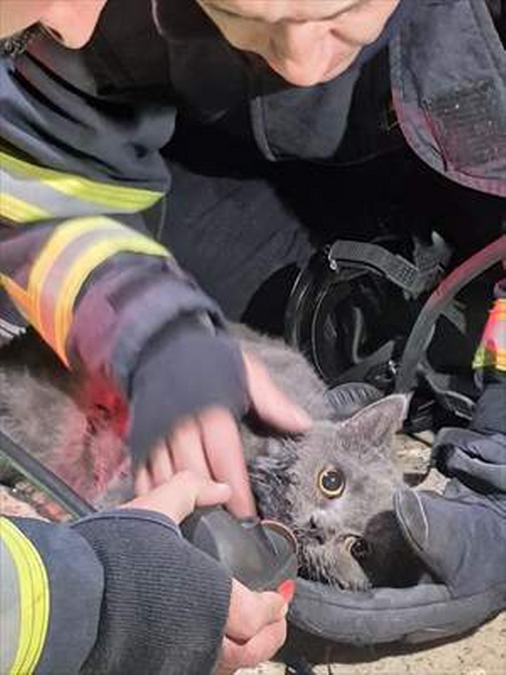 Kastamonu’da itfaiye ekipleri yangından kurtardıkları kediye kendi maskelerinden oksijen verdi