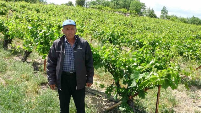 Zirai donun vurduğu tescilli “köhnü” üzümünde umutlar yapraklarda