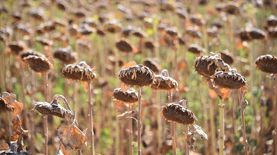 Yağlık ayçiçeği tohumu ve ham ayçiçeği yağı ithalatında açılan tarife kontenjanına dair esaslar belirlendi